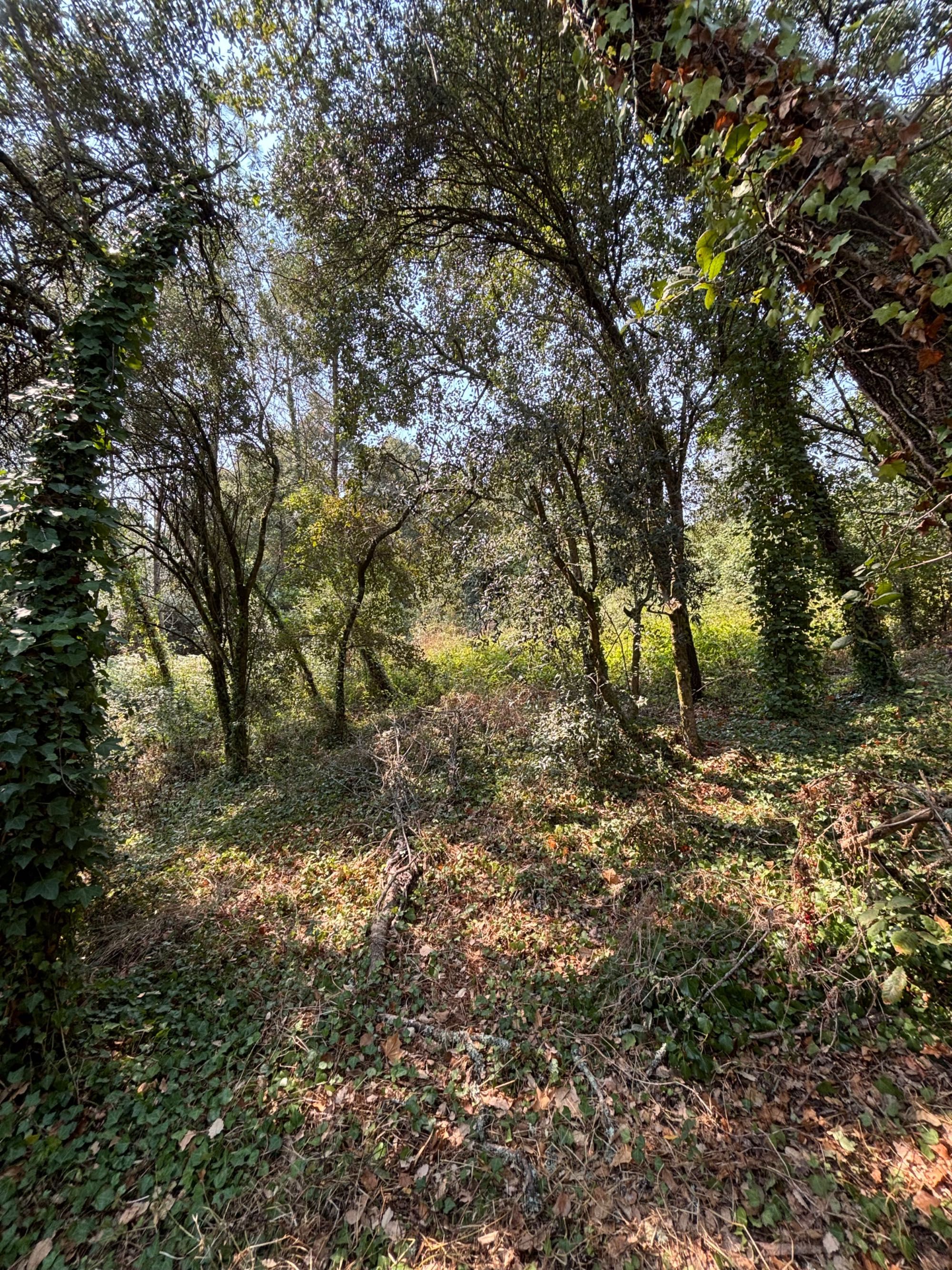 Vendo 2 Terrenos Rústicos 1800 m2 c/ poço em Opeia/Leiria