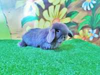 Piękny Mini Lop niebieski samczyk szary miniaturka baranek królik tedd