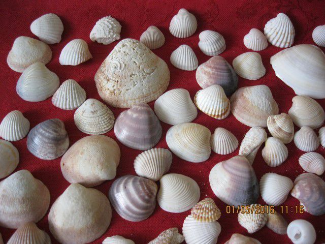 Muszelki do akwarium