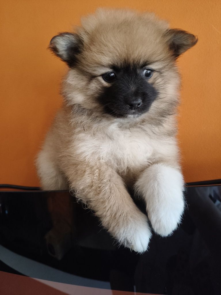 Spitz alemão menina