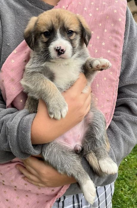 Віддам в добрі руки, цуценят