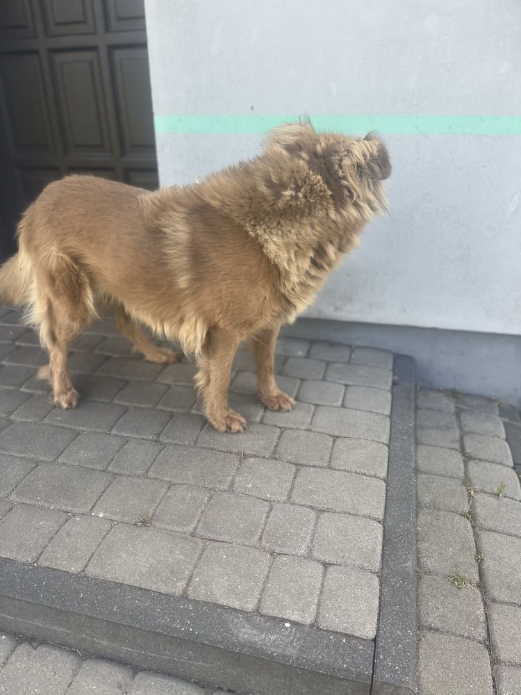 Oddam suczke typu owczarek w dobre ręce