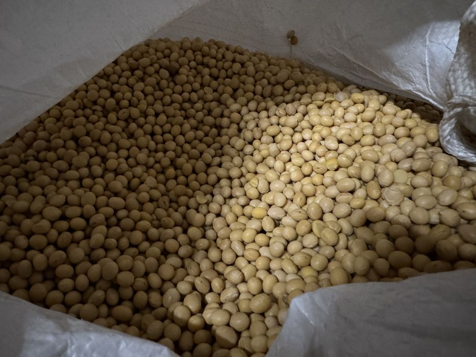 Soja nasiona ……..