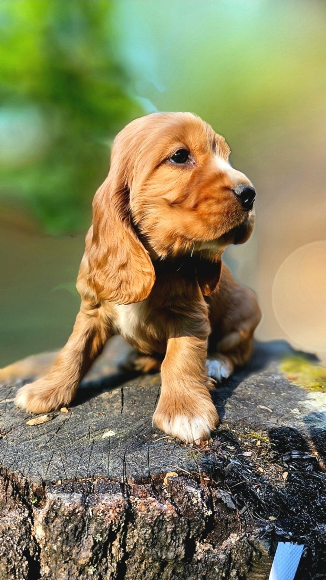 Cocker Spaniel Angielski Suczka złoto - biszkoptowa - Rodowód