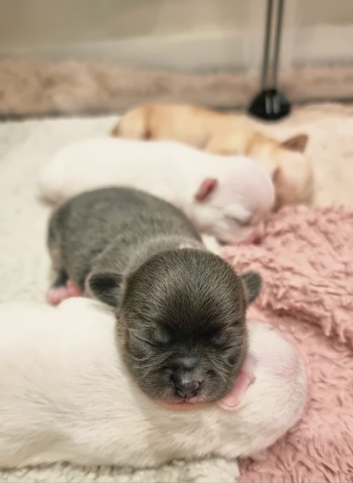 Chihuahua Krótkowłosa Niebieski ZKwP FCI REZERWACJA