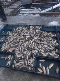 Продам живу рибу з доставкою.