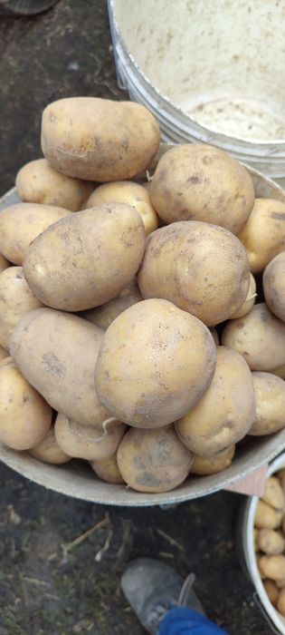Sprzedam ziemniaki Denar i Soraya oraz paszowe ziemniaki