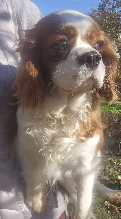 Cavalier King Charles spaniel suka dorosła