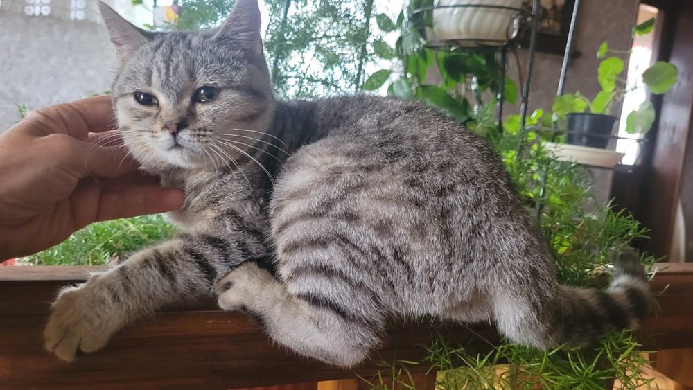 Девочка шиншилла пятнистый окрас