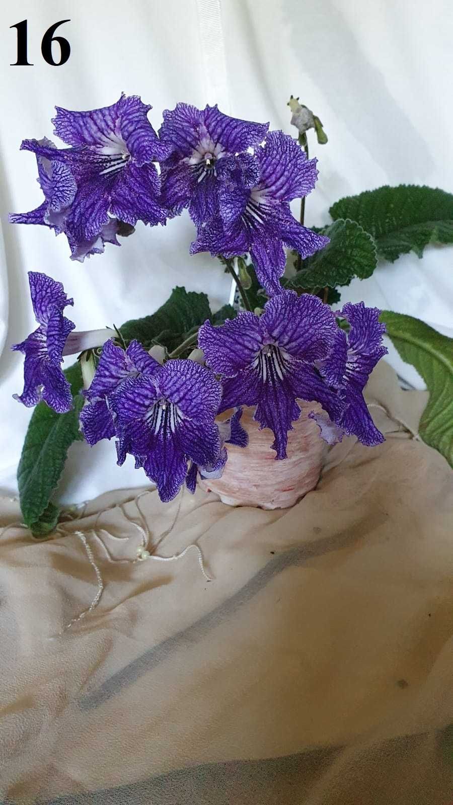 Kwitnący kwiat skrętnik - listki na sadzonki do doniczek