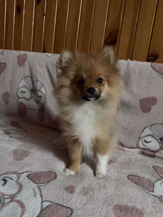 Szpic miniaturowy pomeranian komplet szczepień