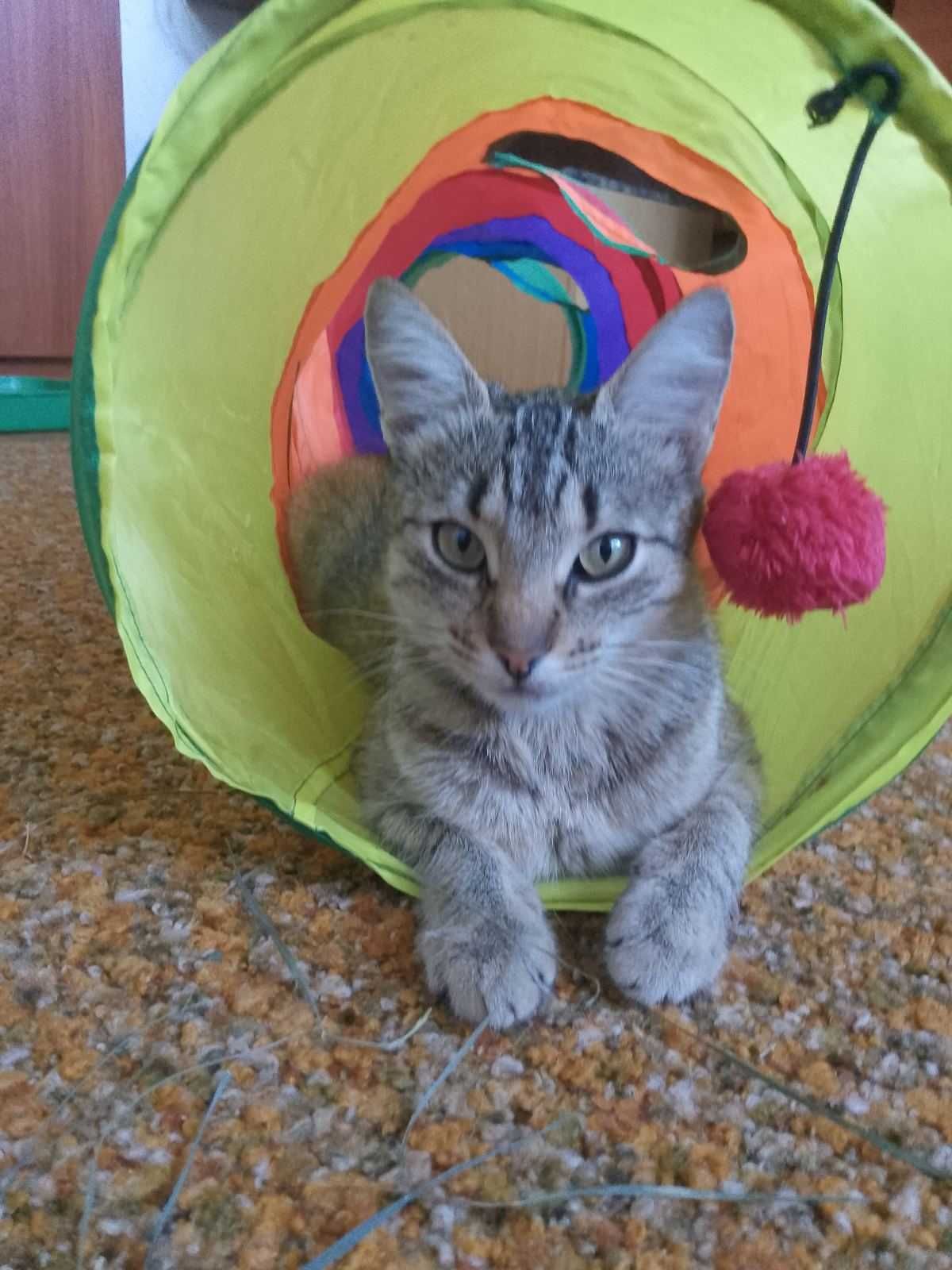 Отдам в добрые руки молодую кошечку