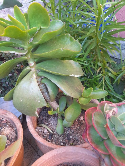Plantas suculentas e cactos de variadas espécies