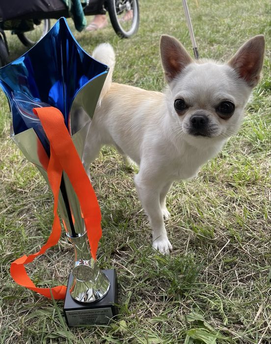 Krycie Reproduktor chihuahua Champion Polski Młodzieży
