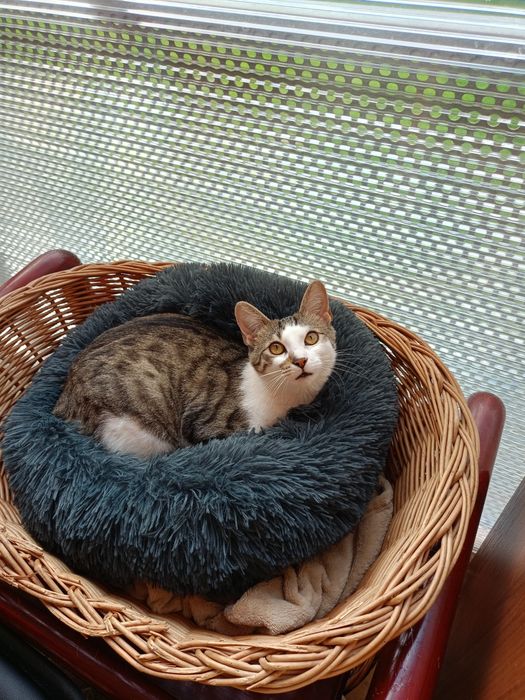 Otis koci miziak poleca się