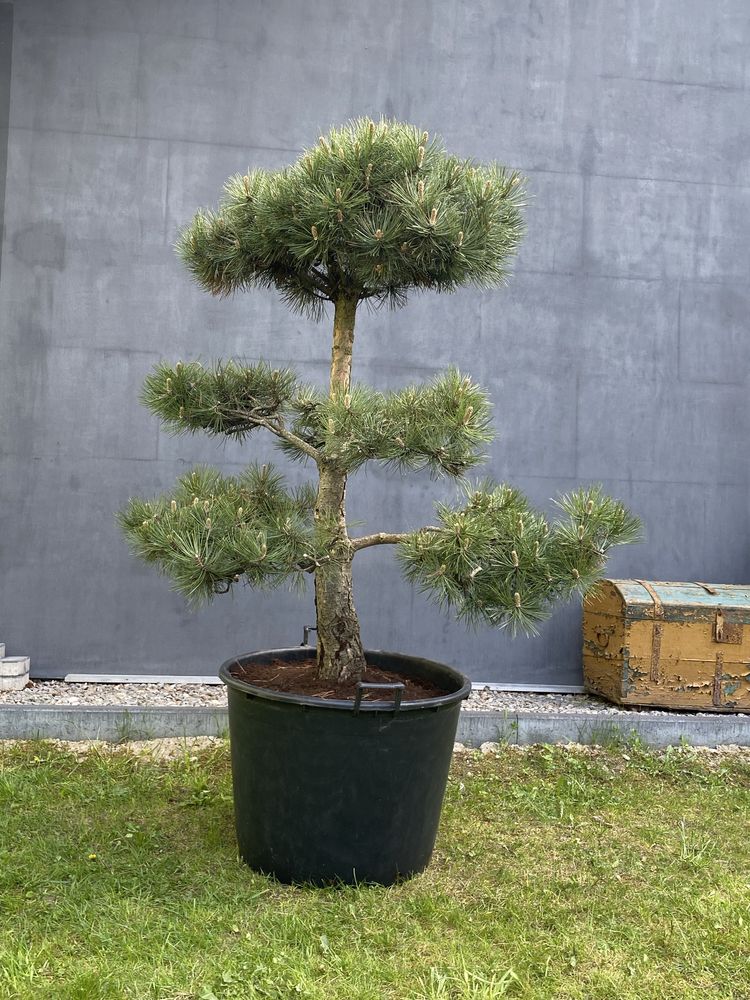 Sosna czarna formowana bonsai pinus nigra niwaki drzewo drzewko