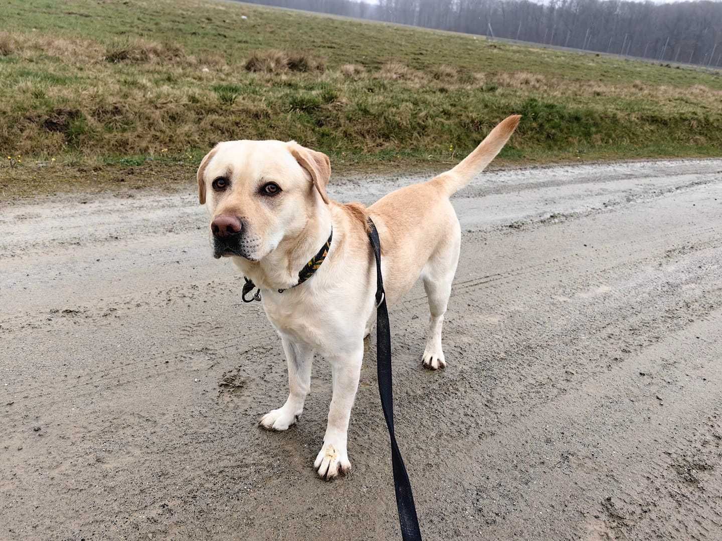 Bazyl - młody labrador