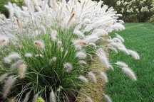 Pennisetum, rozplenice, rozplenica hameln, viridescens, lumeln gold