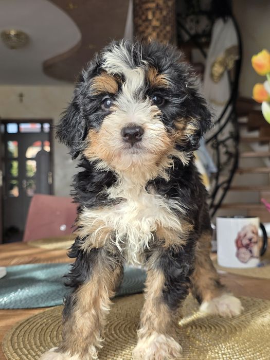 Aussiedoodle Bernedoodle sliczna dziewczynka