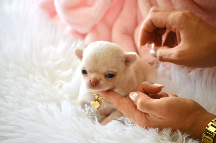 Chihuahua Mini XXS gotowy do odbioru