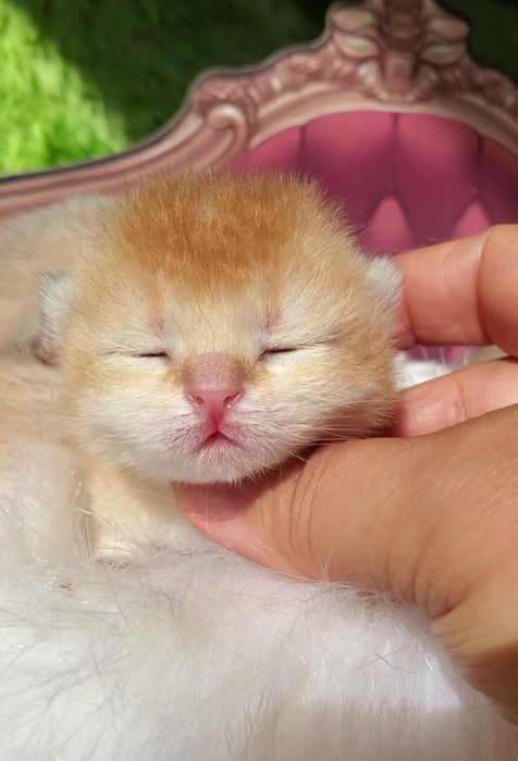 Тактильные малыши, очень нежные и милые. Котята золотая шиншилла.