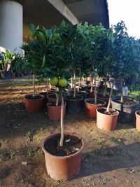 CAMPANHA 2021/2022 - Fruteiras/Árvores de Fruto/Plantas/Jardim