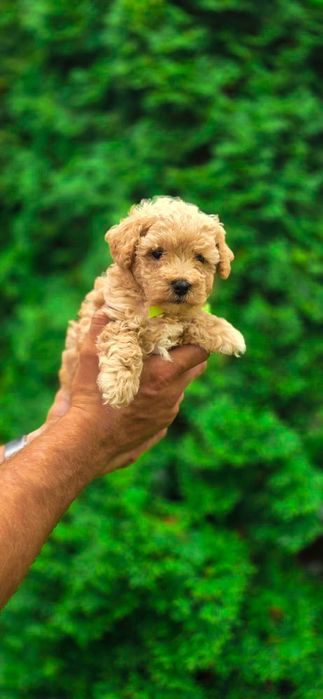 Maltipoo Suczka biosensor test campbella pudel maltańczyk piekne loki