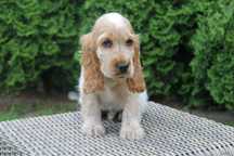 Piesek Cocker Spaniel Angielski orange roan