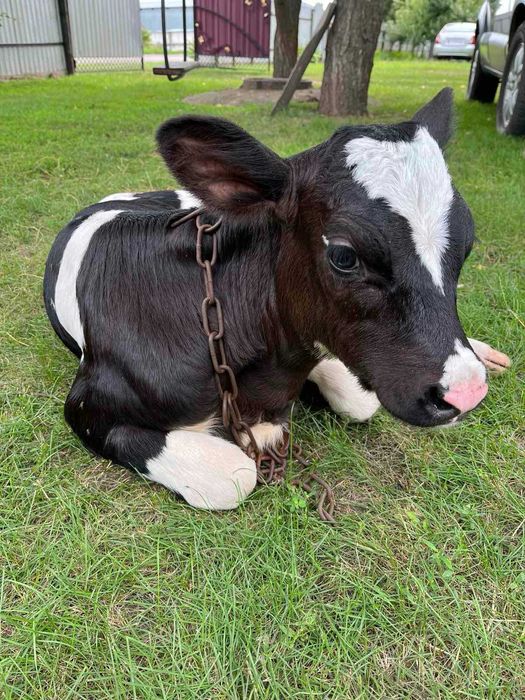 Продам теличку племінного господарства