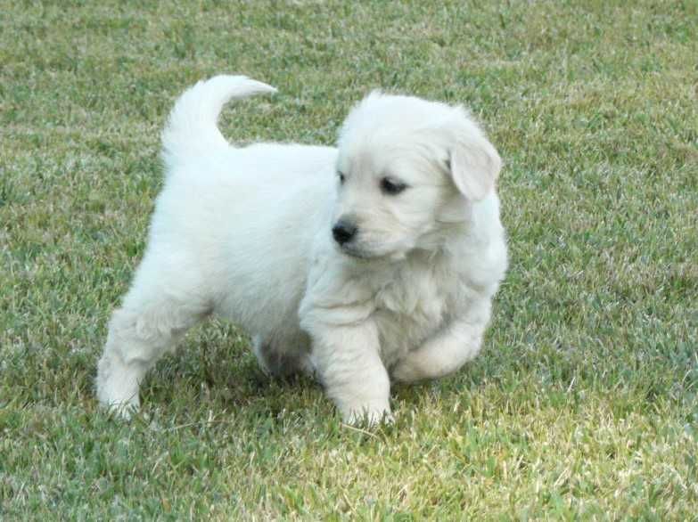 Golden Retriever C/LOP, Afixo e Vacinas.