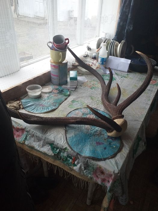 Продам роги оленя