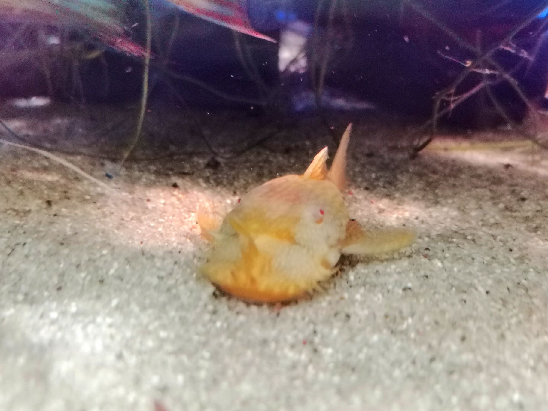 Zbrojnik Ancistrus sp. ALBINO-dorosłe samce oraz młodzież
