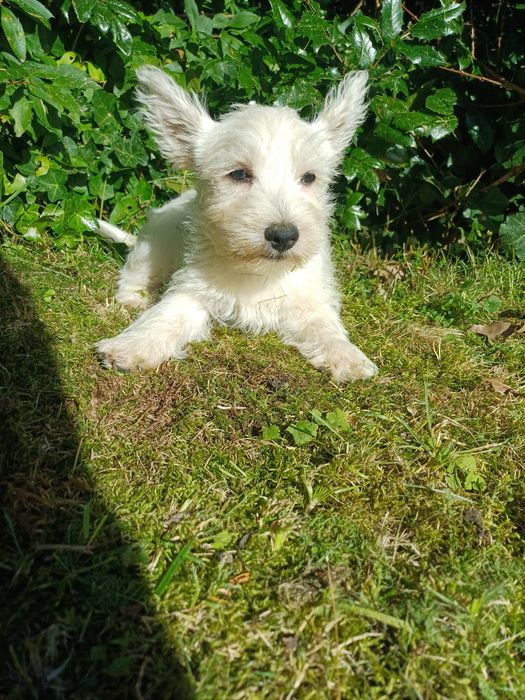 West  highland terrier white