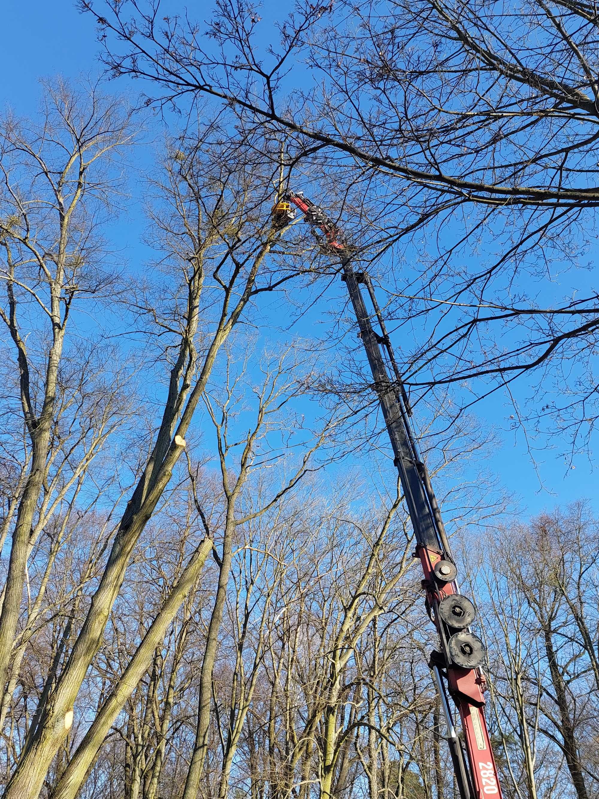 Wycinka drzew przycinanie korony ,ogławianie za pomocą chwytaka z piłą