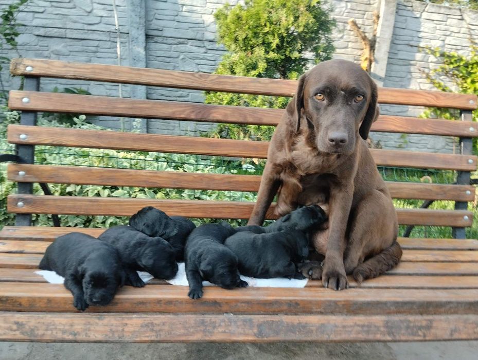 Шоколадный Лабрадор с Документами ЧИП Доставка в Германию