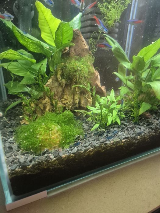 Akwarium aquael shrimp set 30 litrow