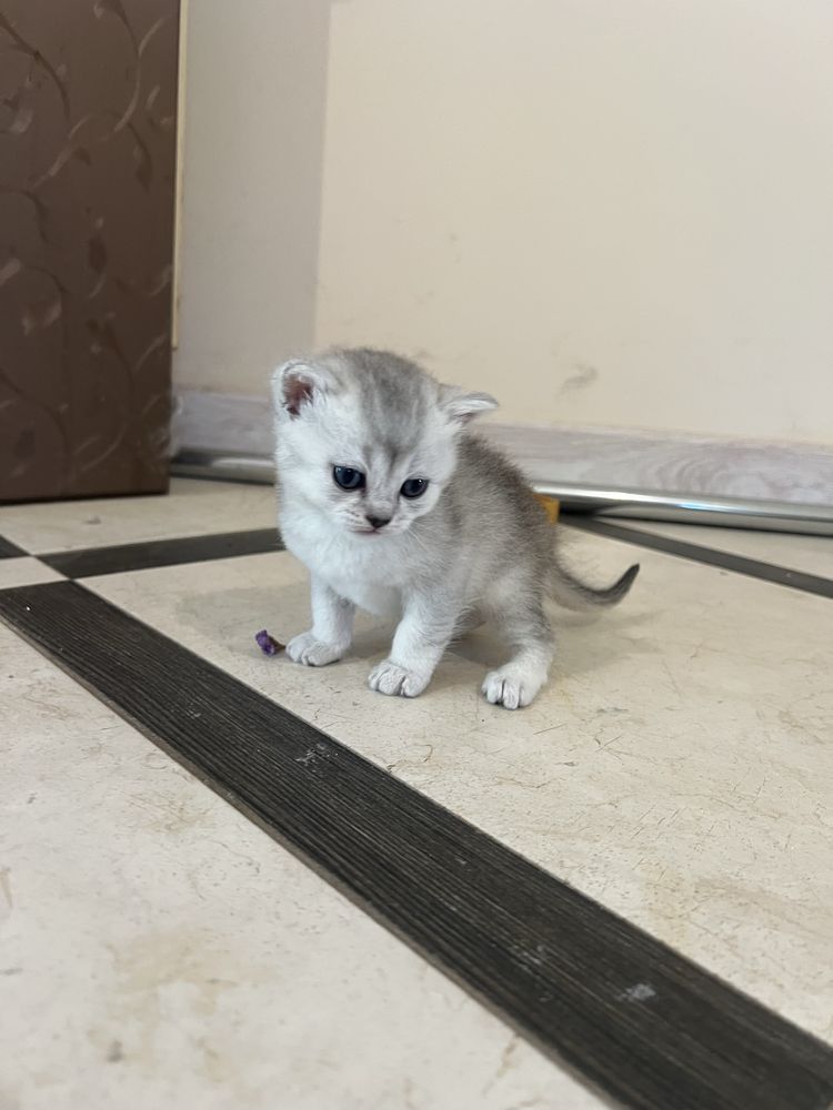 Шотландські висловухи котята