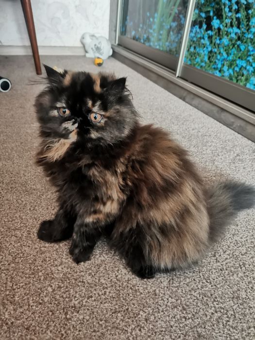 Котята персидські