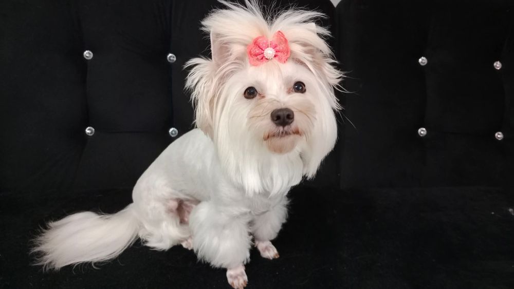 Malutki chłopczyk Golddust Yorkshire terrier