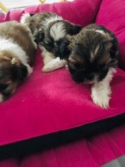 Shih tzu szczeniaczki do rezerwacji