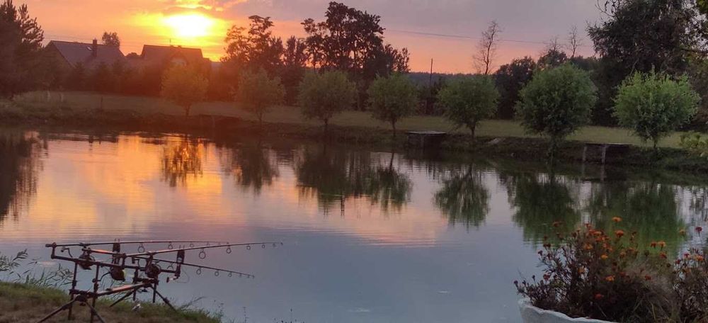 Żywy karp 10–12 kg – Dolina Baryczy, Nowy Zamek – cena do ustalenia