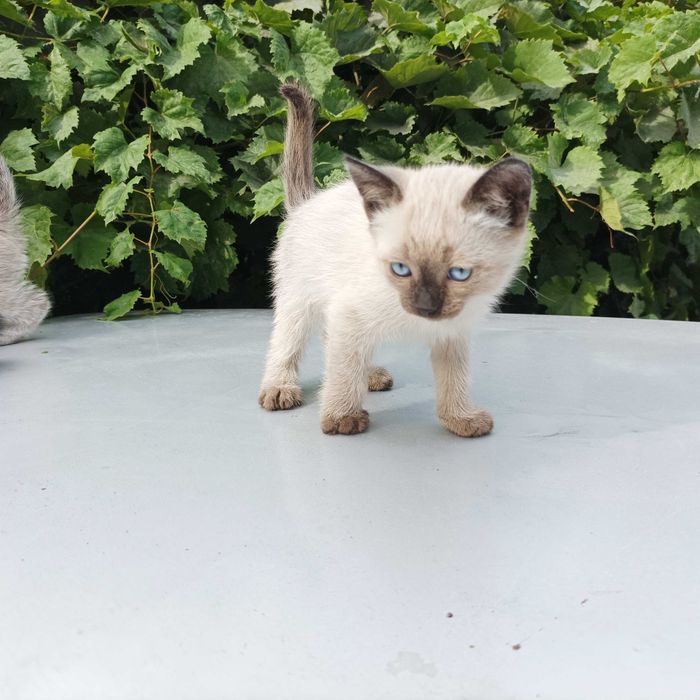 Котят отдам бесплатно