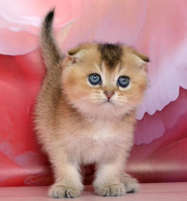 Фолдики золотые шиншиллы