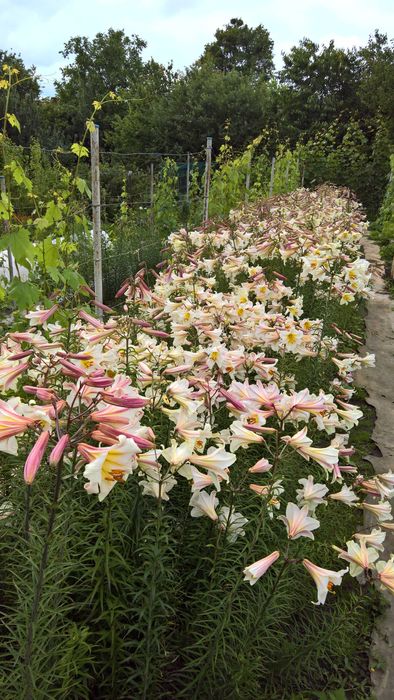 Лилии белые (королевские) трубчатые и ЛО гибриды, луковицы.