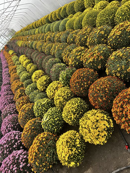 Chryzantemy od Producenta