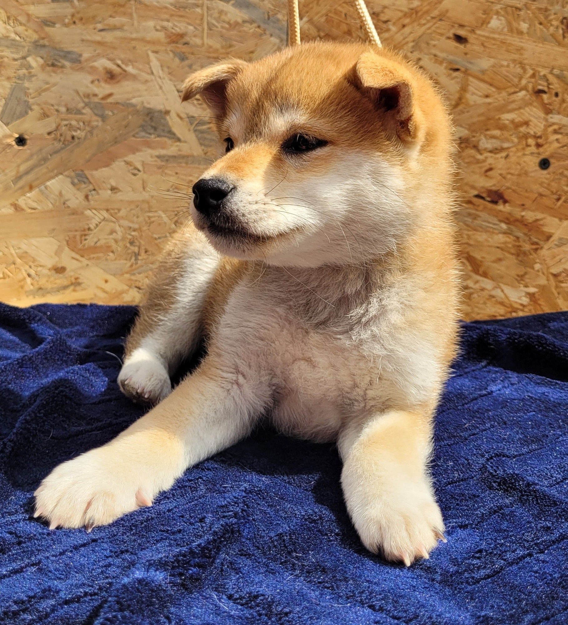 Shiba inu piesek ! Gotowy do odbioru