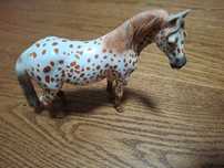Koń collecta klacz