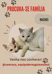 2 gatinhos bebés machos para adoção reaponsável