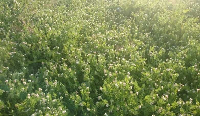 Saradela w kostkach, siano