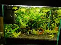 Akwarium pelne wyposażenie rośliny rybki krewetki